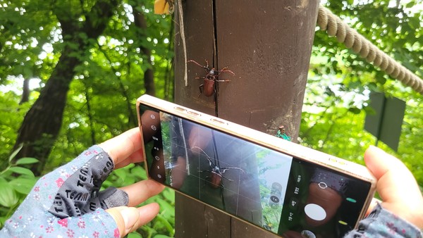 사진1. 고양시민들이 지난달 12일 덕양산 탐방로를 따라 걸으며 생태조사를 하고 있다. 사진2, 3 모감주나무 꽃과 열매사진4 하늘소는 딱따구리가 좋아하는 먹잇감이다.사진5 둥지를 떠난 아기 소쩍새 삼남매가 덕양산 탐방로 주변에서 어미새를 기다리고 있다.사진6 수변공간에 탐방로가 추가로 조성돼 겨울철새들의 교란이 우려된다.사진7. 덕양산은 주변 생태계가 단절돼 야생 포유류가 서식하기 어려운 환경이다.
