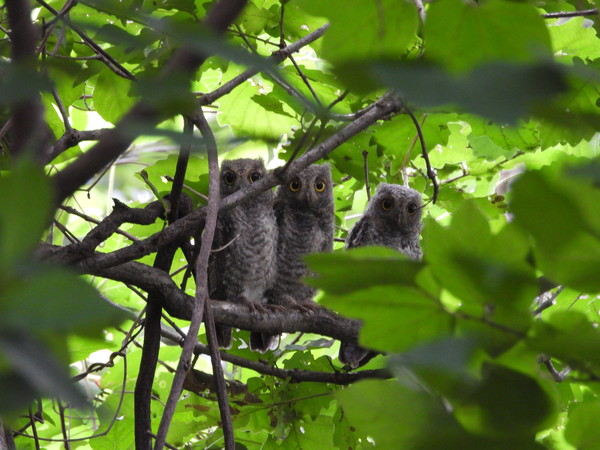 사진1. 고양시민들이 지난달 12일 덕양산 탐방로를 따라 걸으며 생태조사를 하고 있다. 사진2, 3 모감주나무 꽃과 열매사진4 하늘소는 딱따구리가 좋아하는 먹잇감이다.사진5 둥지를 떠난 아기 소쩍새 삼남매가 덕양산 탐방로 주변에서 어미새를 기다리고 있다.사진6 수변공간에 탐방로가 추가로 조성돼 겨울철새들의 교란이 우려된다.사진7. 덕양산은 주변 생태계가 단절돼 야생 포유류가 서식하기 어려운 환경이다.