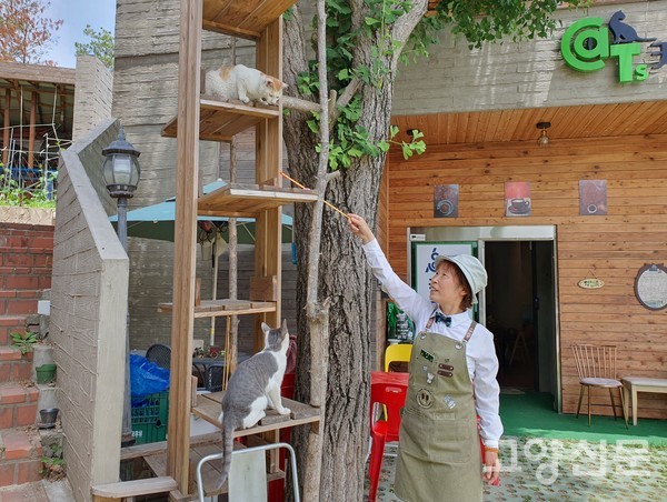 고양이들과 놀아주는 김혜진 대표
