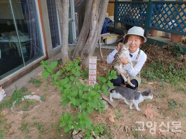 죽은 길고양이들을 정성껏 묻어 나무비석과 사진까지 부착하고 수국꽃도 심어줬다.