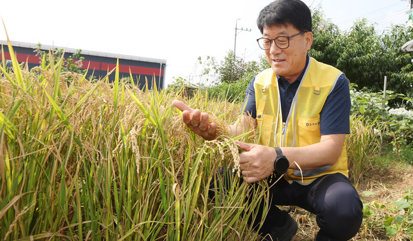 심은보 조합장이 잘 익은 조생종벼 '진옥'을 만져보고 있다.