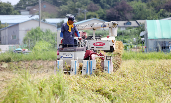 한창 벼베기 중인 황길선 조합원.