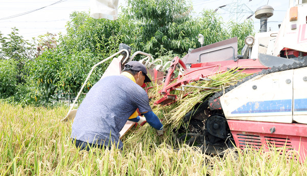  콤바인이 벼를 잘 베는지 확인하고 있다.