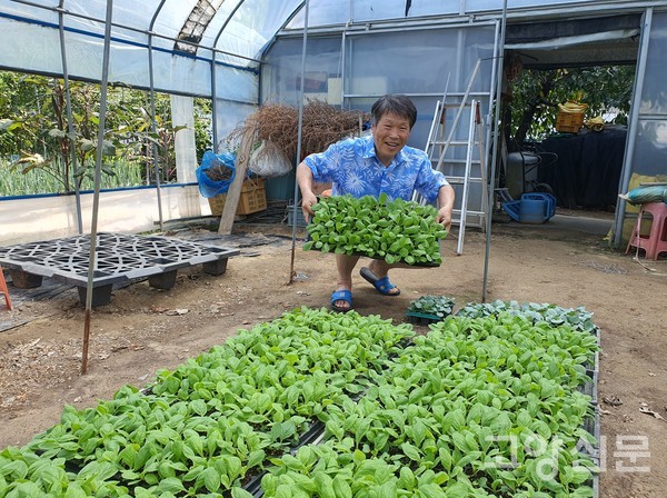 곧 심을 보람3호 가을배추, 씨앗을 직접 키운 모종을 보여주는 김종만 대표.