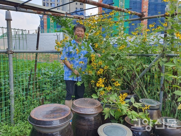 고추장과 된장 담긴 항아리 옆으로 봄에 나물과 쌈으로 먹던 신선초가 샛노랑 꽃을 피워냈다.