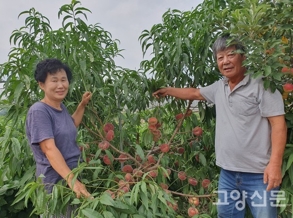 지병주, 오수주 부부가 주렁주렁 열린 '납작복숭아'에 대해 설명하고 있다.
