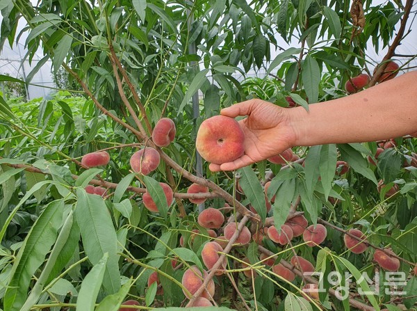 신맛은 없고 달달한 맛이 나는 납작복숭아는 일명 도넛복숭아, UFO복숭아로 불린다.