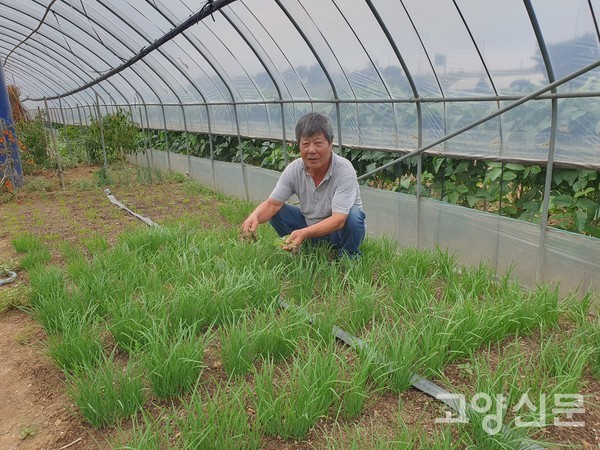 부추는 깔끔하게 다듬어 로컬푸드직매장에 낸다.