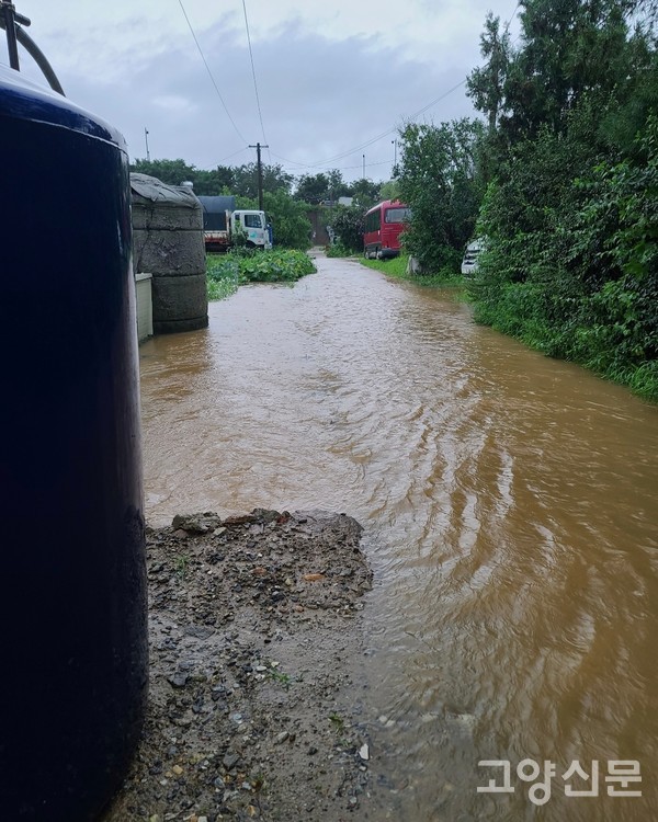 광역성 폭우가 쏟아지면 농로와 농장은 물바다가 된다. 하루 속히 농수로 정비가 필요하다.