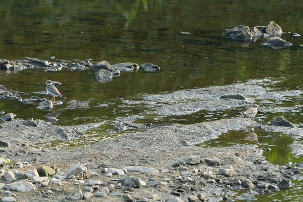 멸종위기종 흰목물떼새 두 마리가 지난 4일 파주 갈곡천에서 먹이활동을 하고 있다.