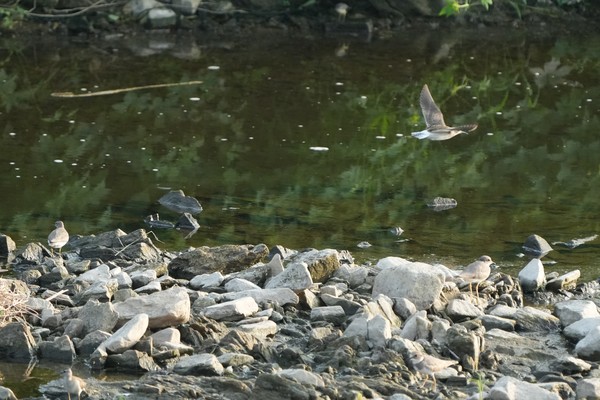 지난 4일 파주 갈곡천에서 멸종위기종 흰목물떼새가 물위를 날고 있다.