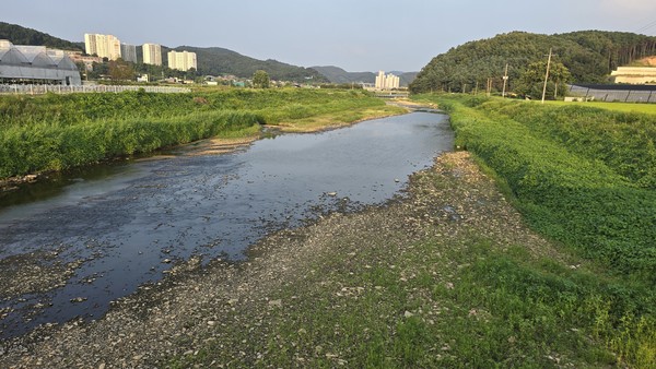 지난해 겨울 하천 준설공사로 갈곡천 좌우에 있던 갈대숲이 사라지고 그 자리에 단풍잎돼지풀과 가시박이 자리를 잡았다. 