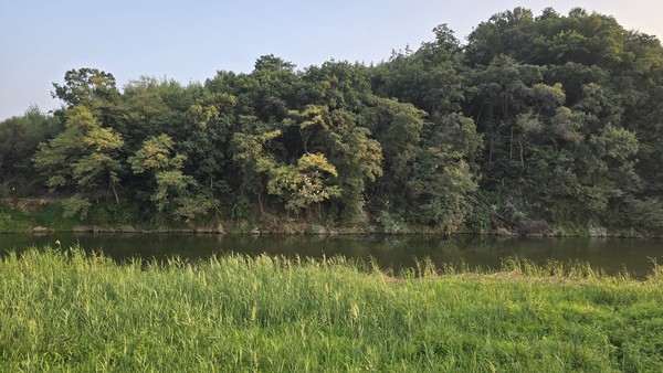 사진1, 2. 3, 4, 10 지난 4일 경기 파주시 갈곡천에서 관찰된 멸종위기종 흰목물떼새.사진5. 지난해 겨울 하천 준설공사로 갈곡천에 갈대숲이 사라지고 그 자리에 단풍잎돼지풀과 가시박이 자리를 잡았다.  사진6. 하천 준설공사를 하지 않은 갈곡천 구간에 갈대잎이 무성하다. 사진7. 파주읍 주민 정주현씨가 갈곡천 현장에서 준설 전후 상황을 설명하고 있다. 사진8, 9 천연기념물인 황조롱이가 갈곡천 상공을 날고 있다.