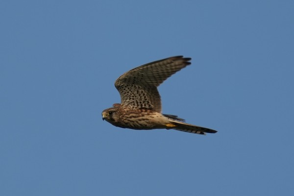 사진1, 2. 3, 4, 10 지난 4일 경기 파주시 갈곡천에서 관찰된 멸종위기종 흰목물떼새.사진5. 지난해 겨울 하천 준설공사로 갈곡천에 갈대숲이 사라지고 그 자리에 단풍잎돼지풀과 가시박이 자리를 잡았다.  사진6. 하천 준설공사를 하지 않은 갈곡천 구간에 갈대잎이 무성하다. 사진7. 파주읍 주민 정주현씨가 갈곡천 현장에서 준설 전후 상황을 설명하고 있다. 사진8, 9 천연기념물인 황조롱이가 갈곡천 상공을 날고 있다.