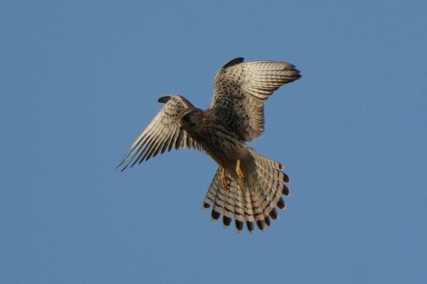천연기념물인 황조롱이가 지난 4일 갈곡천 상공에서 정지비행을 하고 있다.