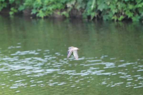 지난 4일 파주시 갈곡천에서 멸종위기종 흰목물떼새가 물 위를 날고 있다.