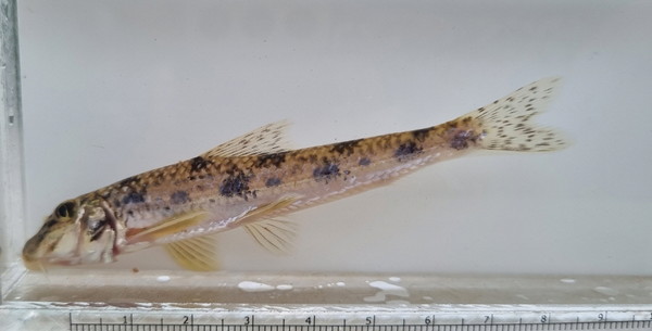 과거 창릉천 관리종으로 선정됐던 모래무지. [사진제공=에코코리아]