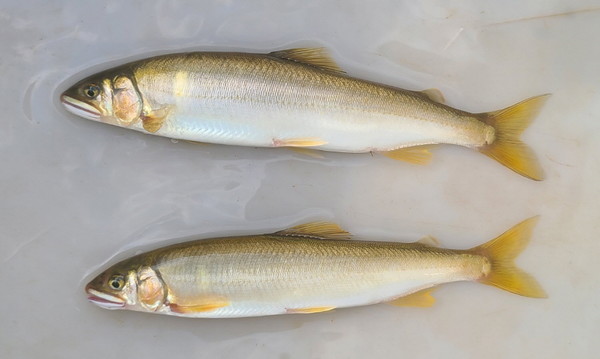 창릉천에서 발견된 반가운 은어. 맑은 물을 좋아하는 양측회유성 어류다. [사진제공=에코코리아]