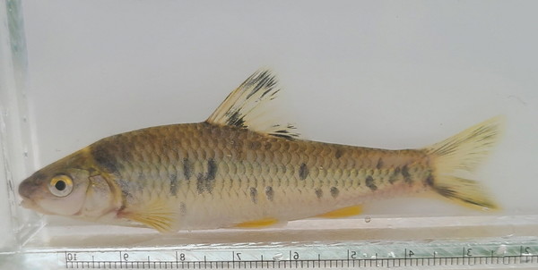 중고기. 꼬리지느러미 위아래 검은줄이 있고 등지느러미에도  검은 무늬가 위아래로 있다. [사진제공=에코코리아]