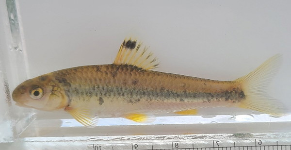 참중고기. 꼬리지느러미에 줄이 없고 등지느러미 검은점이 1개 있다. [사진제공=에코코리아]