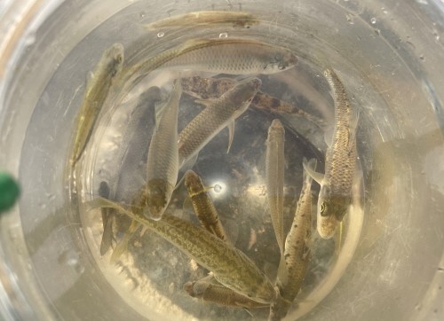 창릉천에서 발견된 다양한 어류들. [사진제공=에코코리아]