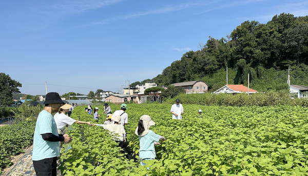 고양시새마을회가 청소년 생활농촌 체험 행사를 진행하고 있다. 