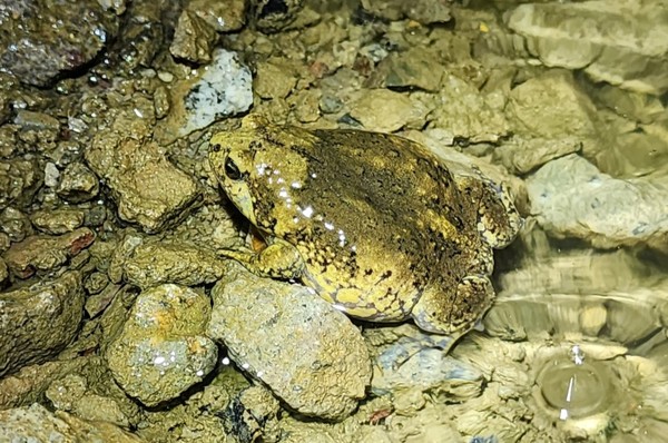 운정호수공원에 서식중인 멸종위기종 맹꽁이 성체 모습. [사진제공=DMZ생물다양성연구소]