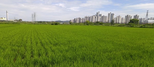 2015년 택지 개발 이전 운정3지구는 멸종위기종인 맹꽁이와 금개구리의 집단서식지였다. [사진제공=DMZ생물다양성연구소]