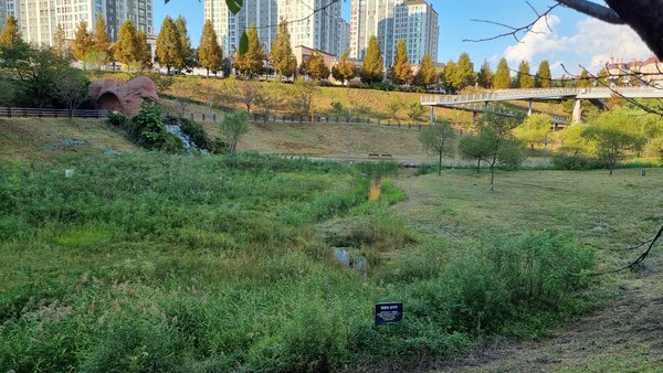 아파트로 둘러싸인 파주 운정호수공원이 멸종위기종인 맹꽁이의 명품서식지로 각광받고 있다.