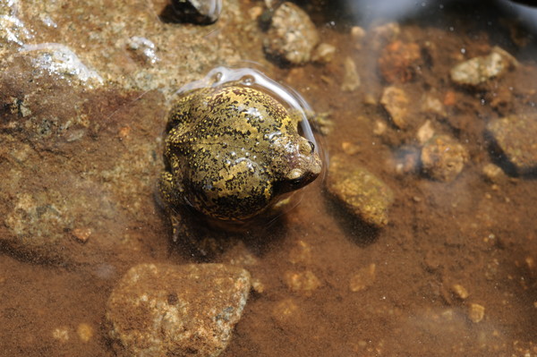 지난 3월 숨진 생태전문가 김현태 교사가 촬영한 멸종위기종 맹꽁이 모습. [사진제공=DMZ생물다양성연구소]