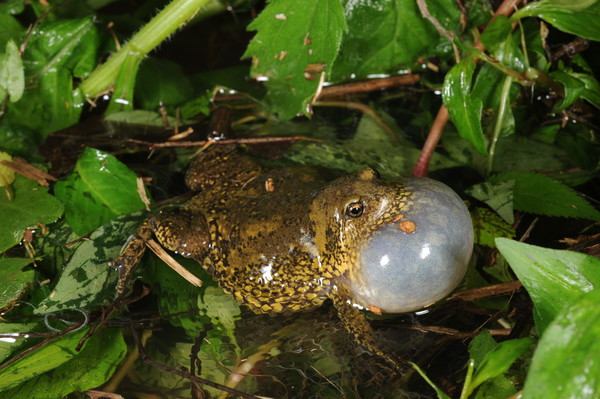 생태전문가 고 김현태 교사가 촬영한 멸종위기종 맹꽁이 모습. [사진제공=DMZ생물다양성연구소]