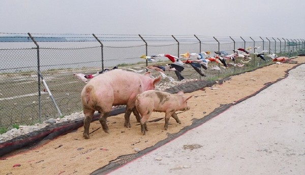 한강 철책길에 널어놓은 젖은 볍씨를 돼지들이 밟고 다니는 모습. 