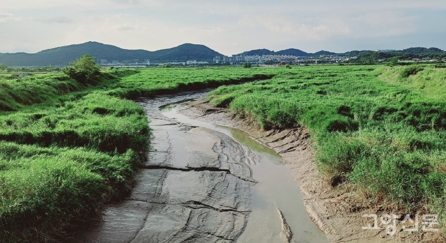 공릉천의 마지막 지천인 청룡두천. 밀물과 썰물이 들고 나는 감조하천의 특징을 뚜렷하게 보여준다.