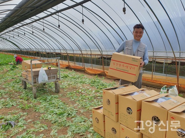 수확한 일산열무를 전용박스에 담아 행주대교 건너서 가까이 있는 강서농산물도매시장으로 직접 출하할 준비를 하고 있다.