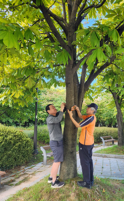   마두2동 주민자치회가 나무이름표 달기를 하고 있다.