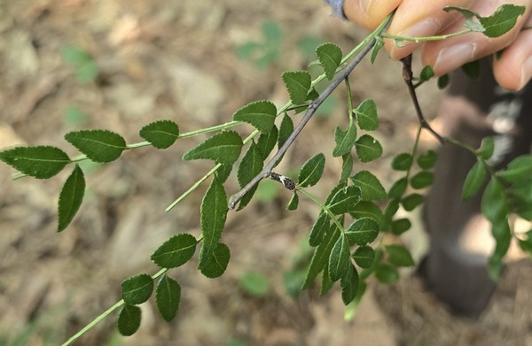 사진1. 고인돌사진2. 돌더미사진3. 울창한 참나무숲사진3-1 치마 입고 걷는 시민들사진4. 산초나무 줄기에 새똥 모양의 호랑나비 애벌레가 붙어있다.사진4-1 숲해설사진5. 여러갈래 탐방로사진6. 서울문산고속도로 소음사진7. 북한산 조망 한적한 논길사진8. 맨발걷기사진9. 칡때까치