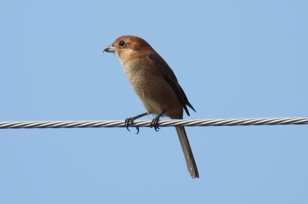 H 지렁산에서 관찰된 때까치.