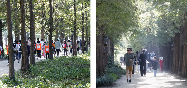 아름다운 가을길을 걷는 참가자들.
