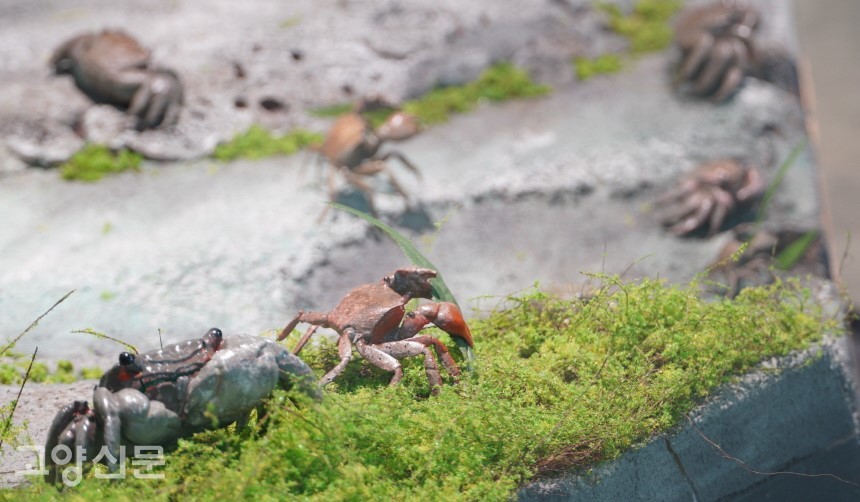 생태관에서 만나는 장항습지의 대표 생물종인 말똥게와 붉은발말똥게 전시물.