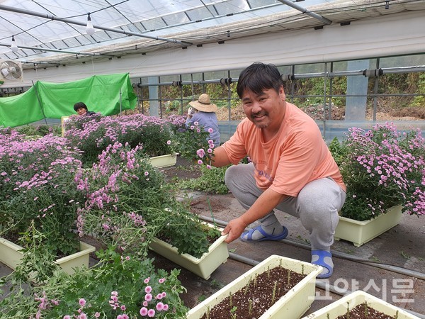 미니국화 윗부분을 자른 후 뿌리 월동작업을 하고 있다.