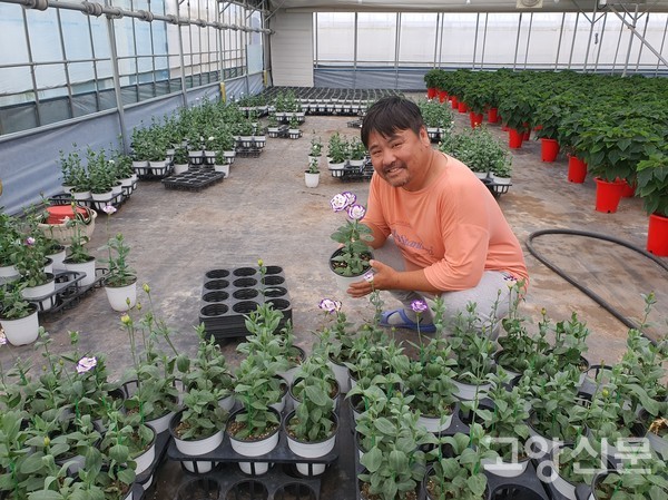 하얀 바탕에 보라색 테두리가 있는 우아하게 아름다운 '리시안셔스'를 대체작물로 시험재배 중이다.