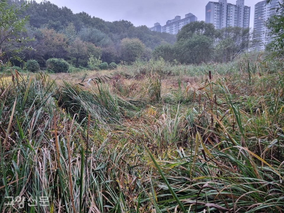 10월 22일 안곡습지 모습. 지난 6월부터 시작된 맨발걷기 황톳길 확장 공사가 마무리 단계에 접어든 가운데 안곡습지는 이전과는 완전히 다른 모습으로 변했다.