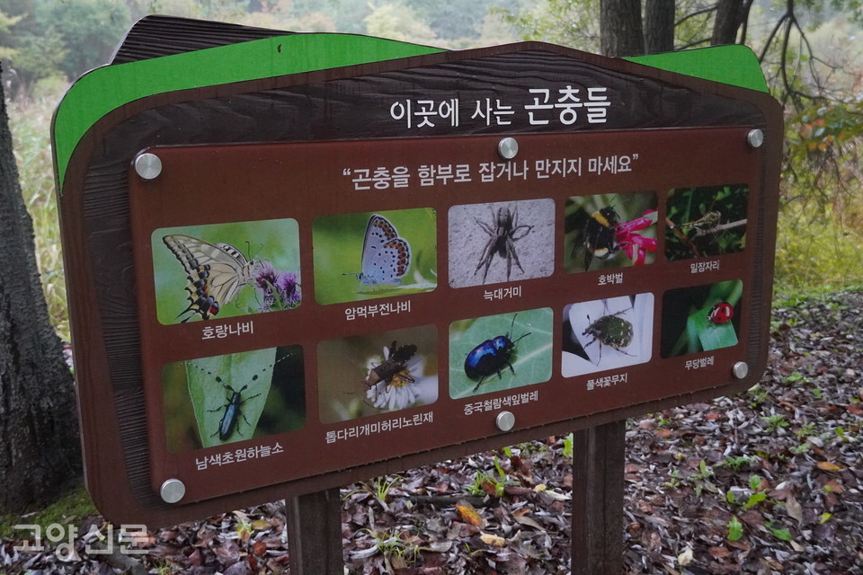 유아숲체험 교사에 따르면 현재 안곡습지 곤충이 얼마 남지 않아 다른 숲에서 곤충들을 잡아와 겨우 수업을 이어가는 상황이다.  한 교사는 