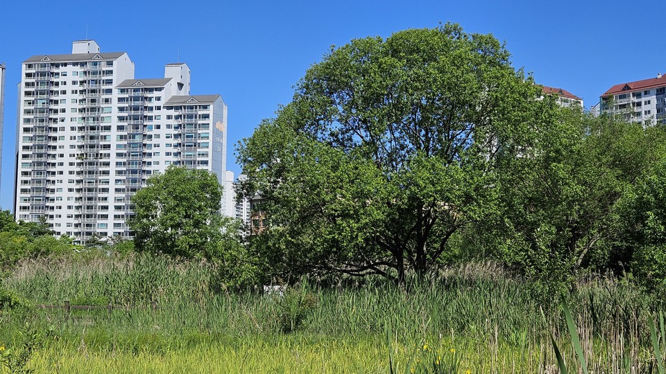 지난 5월 안곡습지의 건강한 숲 사진.