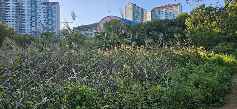 10월 22일 물이 없는 같은 장소의 안곡습지 모습.