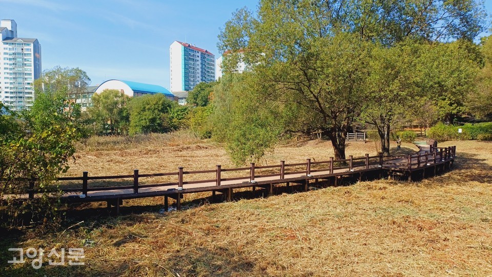 10월 24일 제초작업이 완료된 안곡습지. 무성한 갈대를 쳐냈는데도 바닥에 물이 보이지 않는다. [사진 =유경종 기자]
