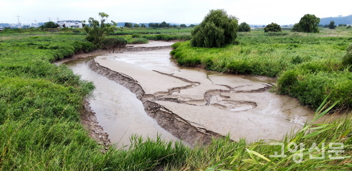 공릉천 하구는 기수역 구간의 특징이 고스란히 살아있는 생태보고다. 