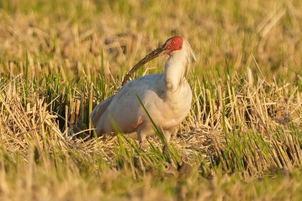 지난 12일 경기도 시흥에 나타난 따오기. 1979년 절멸됐던 따오기가 수도권에서 관찰된 것은 45년 만이다.