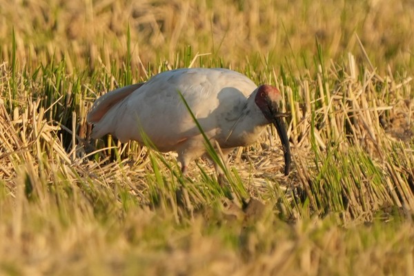 따오기가 시흥의 논에서 긴 부리를 이용해 미꾸라지를 잡아먹고 있다.