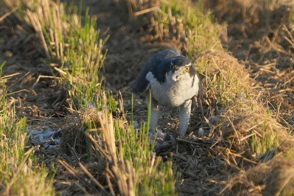따오기가 먹이활동을 하는 옆 논에서 매가 새를 사냥해 먹고 있다.